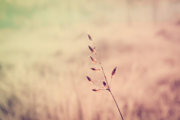 grass flower  fresh  nature spring ,autumn ,summer wallpaper relax photo  background