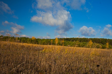 Fototapeta premium Autumn landscape. Field and forest