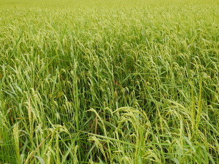 Organic rice farm,Asia farming in countryside,nature green field