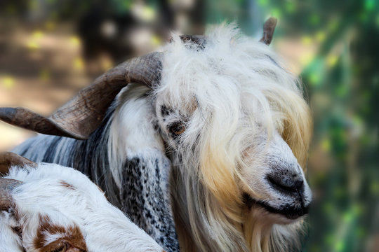 Portrait einer Ziege