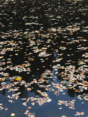 Birch autumn leaves on the water