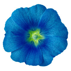 blue chartreuse flower lavatera isolated on white background. Flower bud close up. Nature.