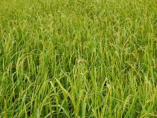 Organic rice farm,Asia farming in countryside,nature green field