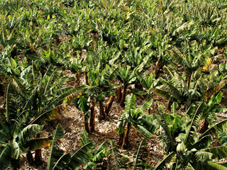 Banana plantation seen from above, in Tenerife, Canary Islands, Spain