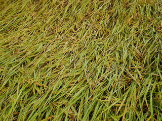 background of green grass,rice farm,organic farming in asia