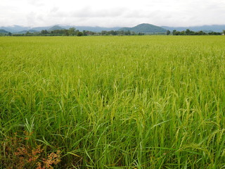 green wheat field,rice farm in Asia countryside
