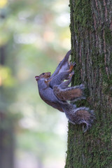 Coppia di scoiattoli grigi in lotta nella foresta (Sciurus carolinensis)