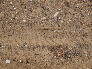 sea shells on the beach,sand texture background