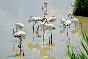Young wild flamingoes in Camargue