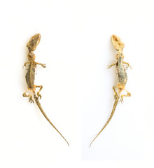 Close up dead and dried lizard on whitebackground.
