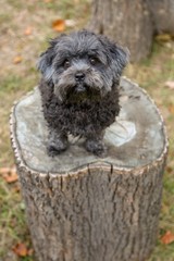 puppy dog on a tree stump