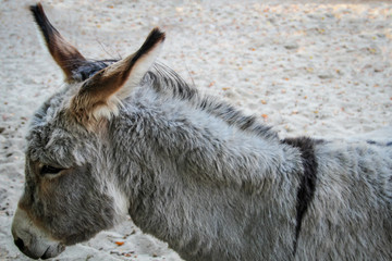 Portrait eines Esel