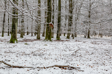 Bokskog med snötäckt mark