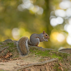 Sciurus carolinensis (Scoiattolo grigio)