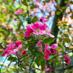 Beautiful pink Apple Flowers. Flowering apple trees. Background with blooming flowers in spring day.