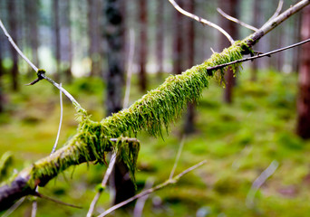Tree with moss