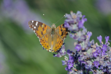 Fototapeta na wymiar lavender fields and lavender and butterfly, Kuyucak village, Isparta, Turkey