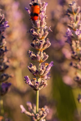 lavender fields and lavender , Kuyucak village, Isparta, Turkey