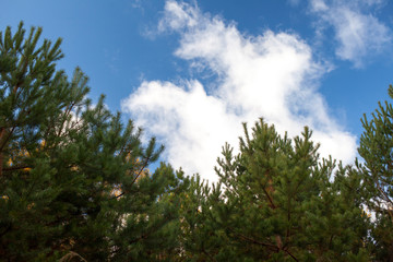 Pine tree with morning dew on the twig, abstract natural backgrounds