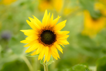 Einzelne Sonnenblume vor Sonnenblumenfeld im Sommer