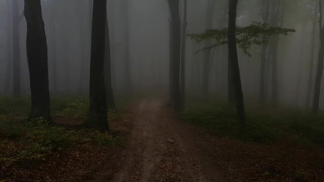 Camera flyes through creepy foggy forest path. Dark trees and spooky fog