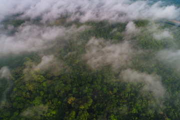 Green tree rainforest with fog erial view