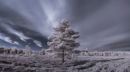 infrared photography - ir photo of landscape with tree under sky with clouds - the art of our world...