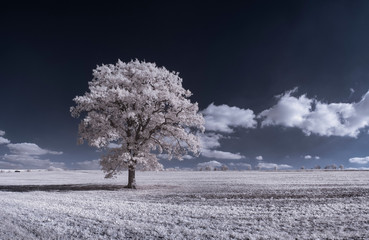 infrared photography - ir photo of landscape with tree under sky with clouds - the art of our world...