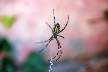 wasp spider (Argiope bruennichi) on his web