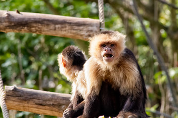 capuchin
