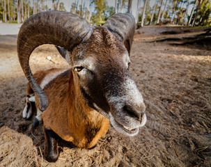 A male mouflon portraied through a wide angle lens