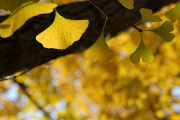 銀杏の黄葉