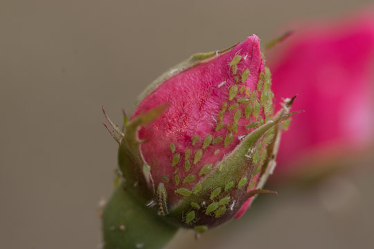 pimpollo de rosa infestado de pulgones