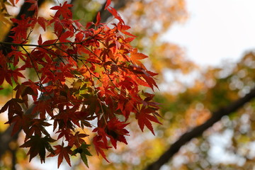 紅葉
