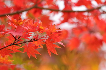 紅葉