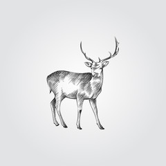 Hand Drawn deer Sketch Symbol isolated on white background. Vector of animals elements In Trendy Style