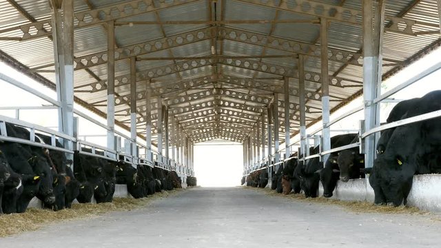 agriculture livestock farm or ranch. a large cowshed, barn. Rows of cows, big black purebred, breeding bulls eat hay