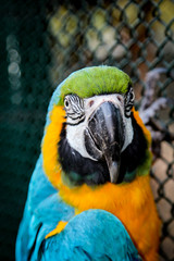 Portrait eines Gelbrustara, Ararauna, Papagai