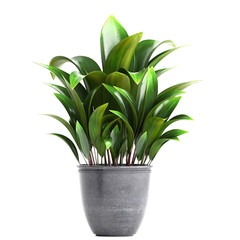 Exotic plants in pot