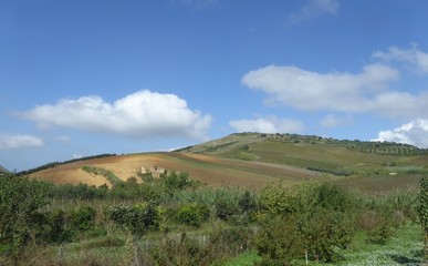 Fototapeta na wymiar Landschaft um Palermo - Weinbau, Kakteen, Berge.....