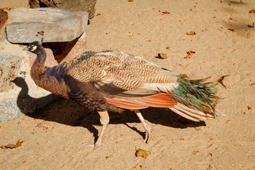 Ein Pfau in der Herbstsonne