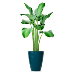 Banana palm, Ravenala palm in a pot