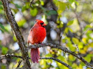 Male Northern Cardinal in Fall