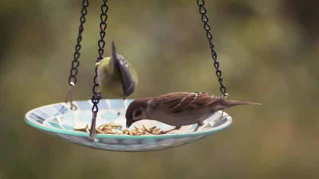 Futterstation f&uuml;r V&ouml;gel