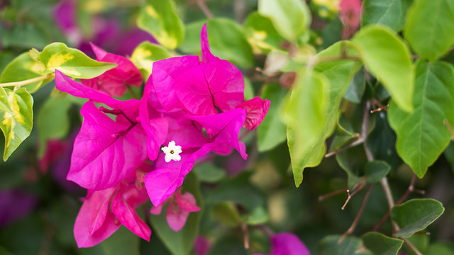 Small cluster of Bougainvillea spectabilis also known as Buganvilla plant with fuchsia flower-like spring leaves near its flowers, a popular ornamental plant in Tenerife, Canary Islands, Spain