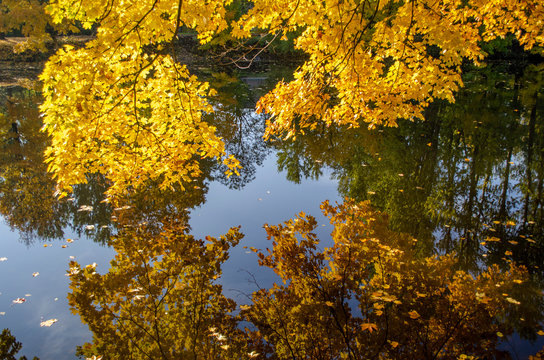 Autumn. "Image and reflection" - maple branches bent over the water
