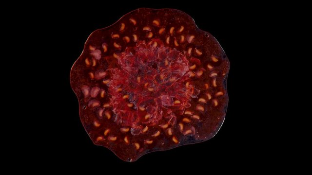 Isolated red raspberry squishes in the studio with black background