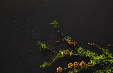 branches of coniferous tree with cones. christmas black background