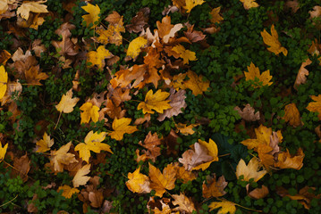 fallen leaves