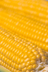 corn texture background, fresh organic corn